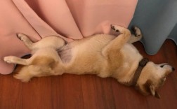 狗睡觉姿势代表什么