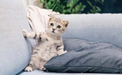 温柔抚慰：如何安抚被打的猫咪？