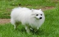 尖嘴犬有哪些品种？萨摩耶、博美、日本柴犬等犬种介绍