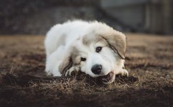狗能吃萝卜吗 萝卜为犬食