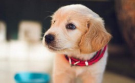 狗狗能吃甘蔗嘛
