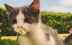 猫吃鸡骨头会不会死