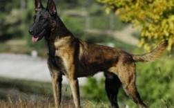 马犬怕冷吗冬天 马犬冬天怕冷？注意保暖！