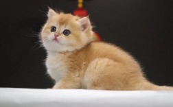 金渐层猫咪好听的名字大全及命名技巧