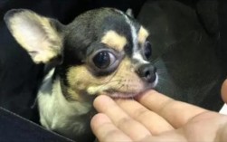 吉娃娃寿命一般能活多少年