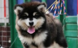 阿拉斯加犬舍