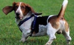 比格猎犬多少钱一只