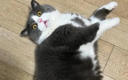 吉霸猫究竟是什么品种的猫？