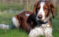 绝美外国品种狗图片大全：令人惊叹的世界各地犬类瑰宝 