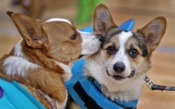 柯基犬多少钱一只眼睛