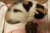全价猫粮幼猫可以吃吗