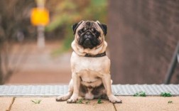 狗狗怀孕如何预防流产早产？全面呵护指南