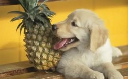 狗狗偷吃了一块菠萝会怎么样