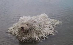 波利犬训练技巧有哪些