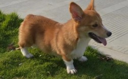 短毛柯基幼犬长大后的样子图片