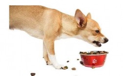 狗狗为什么老往家里叼食物？古老的本能还是深深地根植在心中