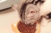 怎么知道小奶猫能不能吃猫粮