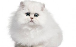 美国短毛猫有多粘人？一文详解！