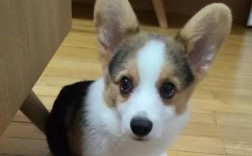 怎么看出小柯基认你做主人了呢