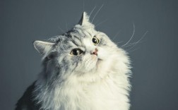 小猫喝蜂蜜水的4大禁忌