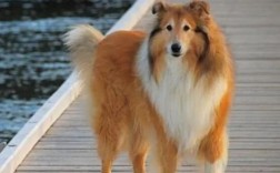 牧羊犬吃什么食物最好