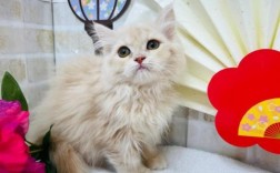 3个月褴褛猫的食谱