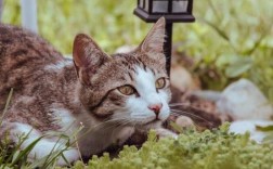 刚接回家的猫怎么安抚