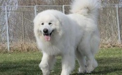 纯白长毛大型犬是什么品种的