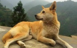 土狗是禁养犬吗？一窥中国传统文化与当下法律之争