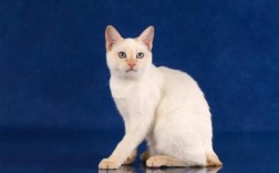 4个月日本短尾猫好养吗？新手如何轻松养护日本短尾猫？