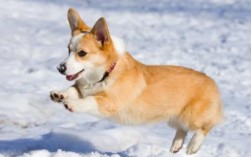法牛犬跟柯基犬串的狗是什么样子的