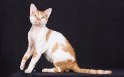 德文卷毛猫性格如何