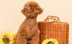 泰迪犬晕车怎么办？有效预防和缓解方法大全