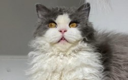 塞尔凯特卷毛猫掉毛吗