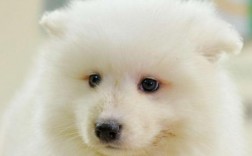 萨摩耶不听话怎么办