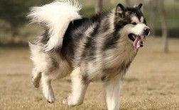 阿拉斯加雪橇犬性格好不好？养它需要注意什么？