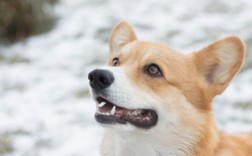 小狗一直叫是什么原因