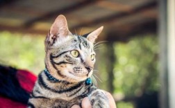 猫可不可以喷酒精