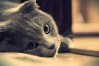 猫被偷走会认新主人吗
