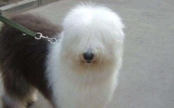 古牧幼犬价格多少一只？宠物级、血统级、比赛级价格范围详解