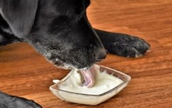 狗狗能吃生牛乳发酵的酸奶吗