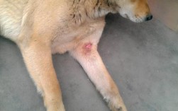 狗狗肌肉拉伤的症状