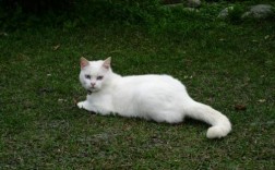 猫受伤了能自愈吗