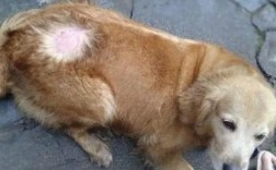 狗狗得了癣怎么办有效治疗方法