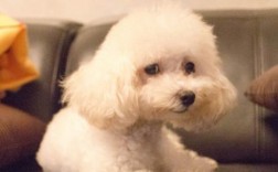 泰迪狗如何训练技巧