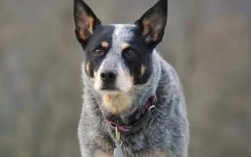 澳洲牧牛犬好养吗
