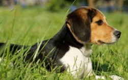 比格犬优缺点