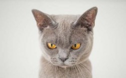 打猫咪会记仇吗