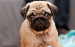 阿拉斯加犬一般多少钱一只