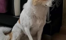 狗突然腿瘸了